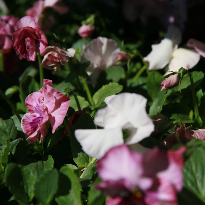 Viola x wittrockiana 'Delta Premium Pink Shades' ~ Delta™ Premium Pink Shades Pansy-ServeScape