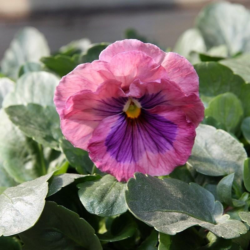 Viola x wittrockiana 'Delta Premium Pink Shades' ~ Delta™ Premium Pink Shades Pansy-ServeScape