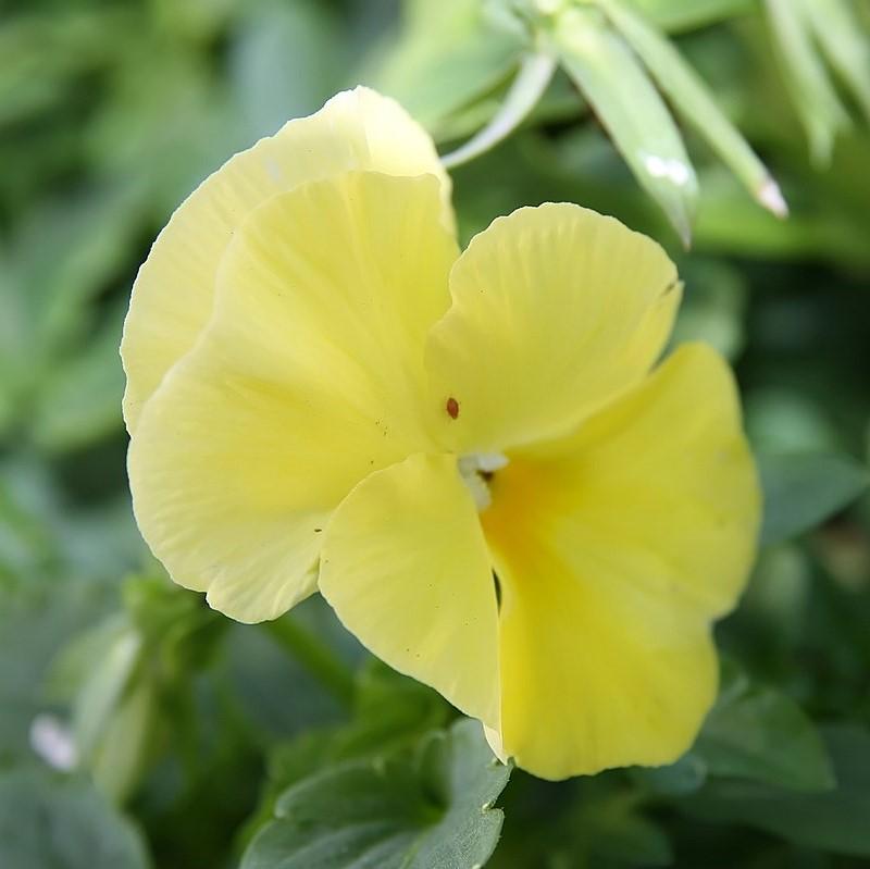 Viola x wittrockiana 'Delta Premium Pure Lemon' ~ Delta™ Premium Pure Lemon Pansy-ServeScape