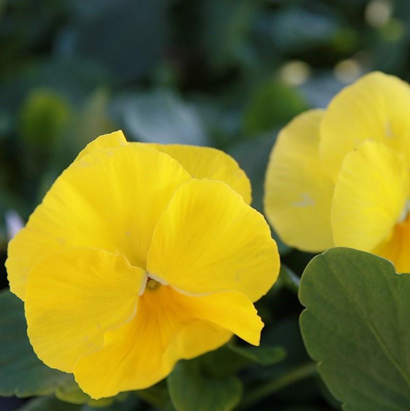 Viola x wittrockiana 'Delta Premium Pure Lemon' ~ Delta™ Premium Pure Lemon Pansy-ServeScape