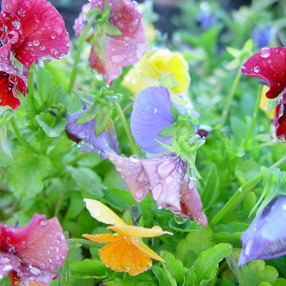 Viola x wittrockiana 'Delta Premium Pure Mix' ~ Delta™ Premium Pure Mix Pansy-ServeScape