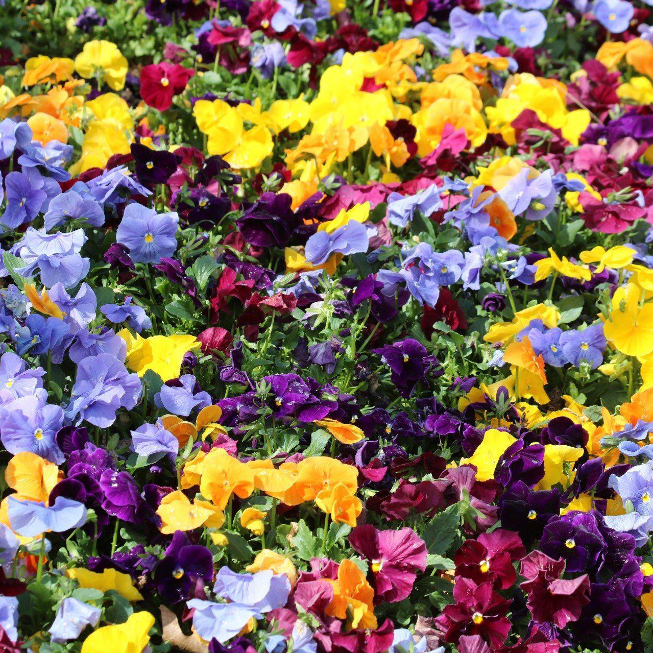Viola x wittrockiana 'Delta Premium Pure Mix' ~ Delta™ Premium Pure Mix Pansy-ServeScape