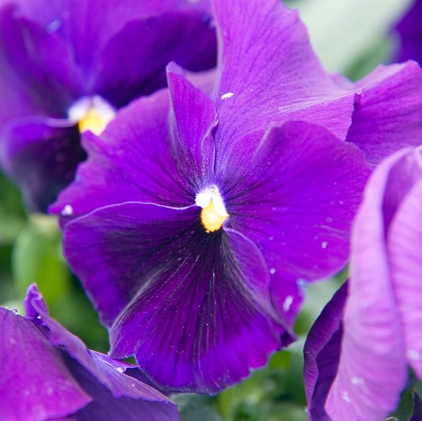 Viola x wittrockiana 'Delta Premium Pure Violet' ~ Delta™ Premium Pure Violet Pansy-ServeScape