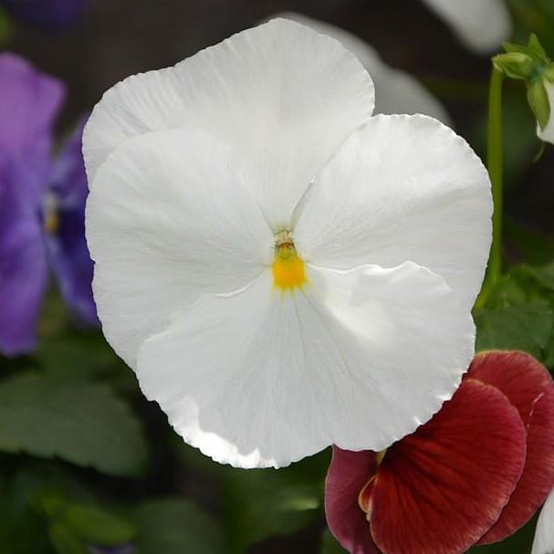 Viola x wittrockiana 'Delta Premium Pure White' ~ Delta™ Premium Pure White Pansy-ServeScape