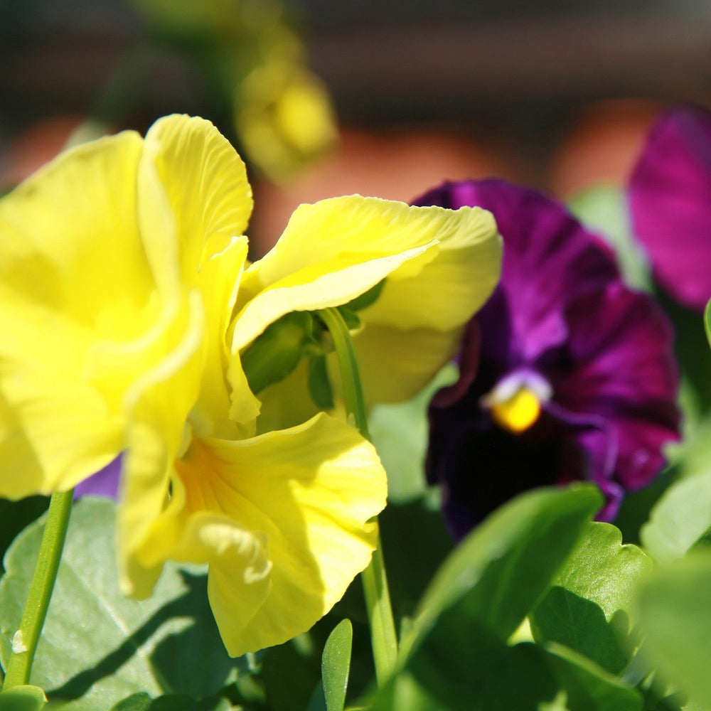 Viola x wittrockiana 'Delta Premium Tricolor Mix' ~ Delta™ Premium Tricolor Mix Pansy-ServeScape