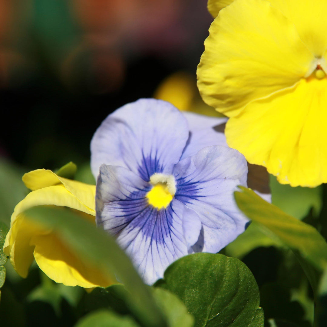Viola x wittrockiana 'Delta Premium Tricolor Mix' ~ Delta™ Premium Tricolor Mix Pansy-ServeScape