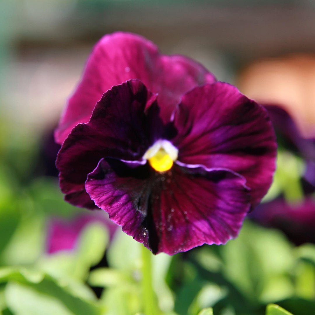 Viola x wittrockiana 'Delta Premium Tricolor Mix' ~ Delta™ Premium Tricolor Mix Pansy-ServeScape