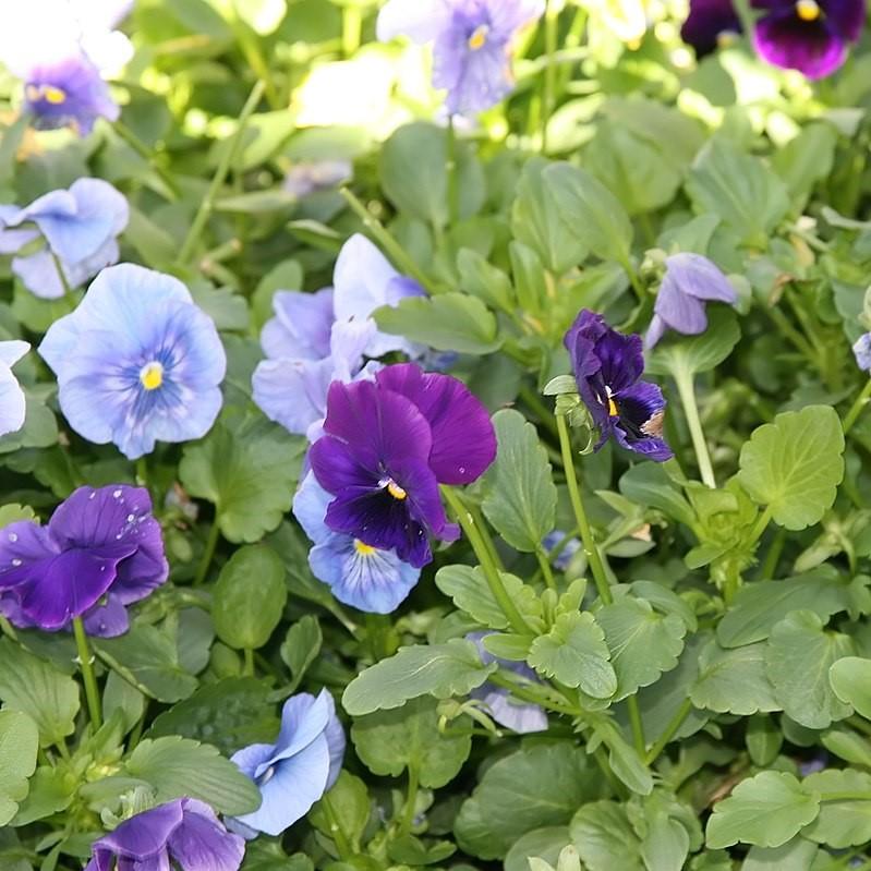 Viola x wittrockiana 'Delta Premium Tricolor Mix' ~ Delta™ Premium Tricolor Mix Pansy-ServeScape