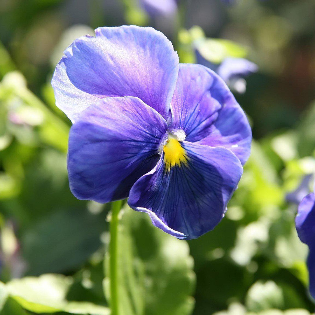 Viola x wittrockiana 'Delta Premium True Blue' ~ Delta™ Premium True Blue Pansy-ServeScape