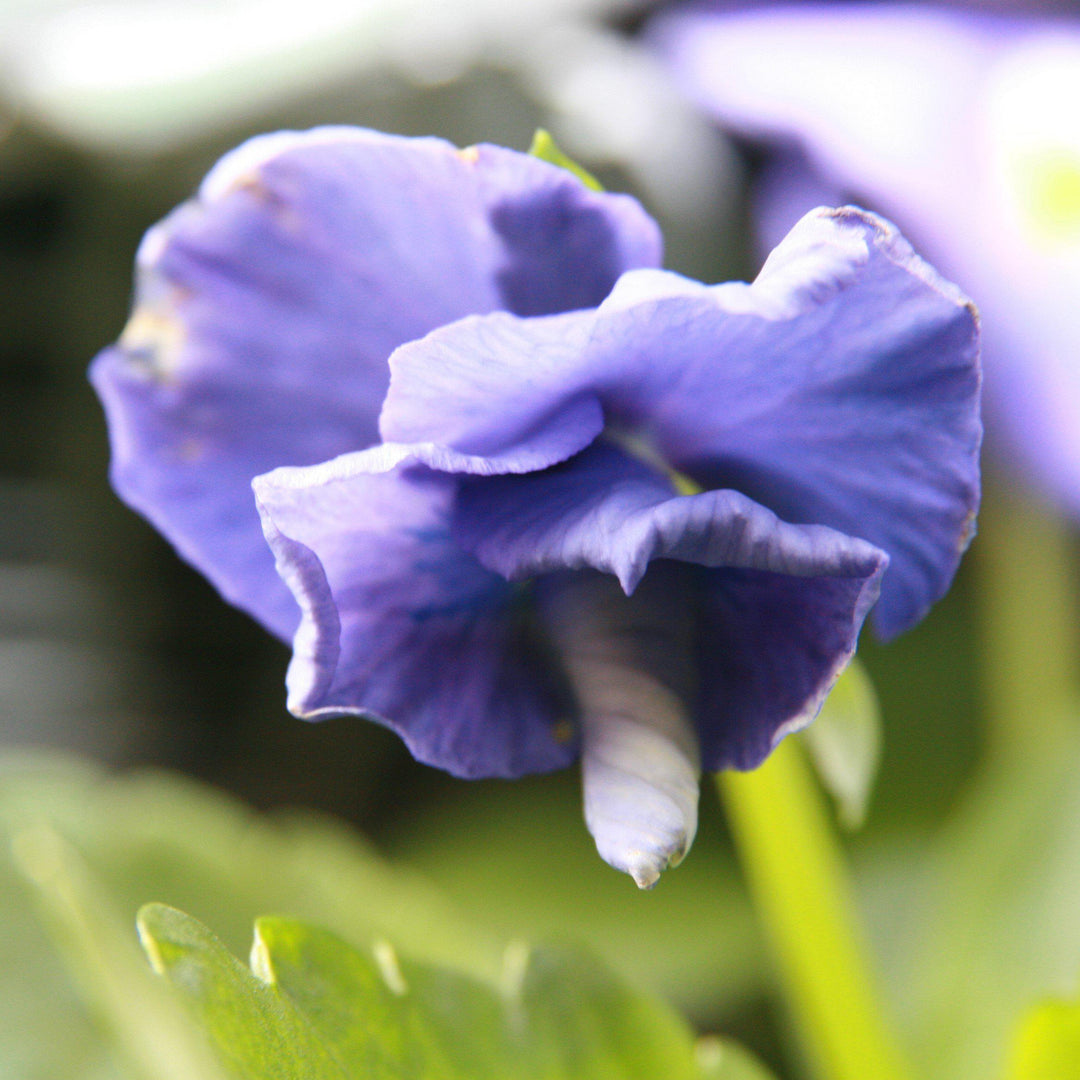 Viola x wittrockiana 'Delta Premium True Blue' ~ Delta™ Premium True Blue Pansy-ServeScape
