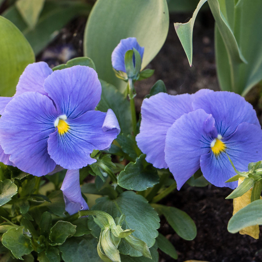 Viola x wittrockiana 'Delta Premium True Blue' ~ Delta™ Premium True Blue Pansy-ServeScape