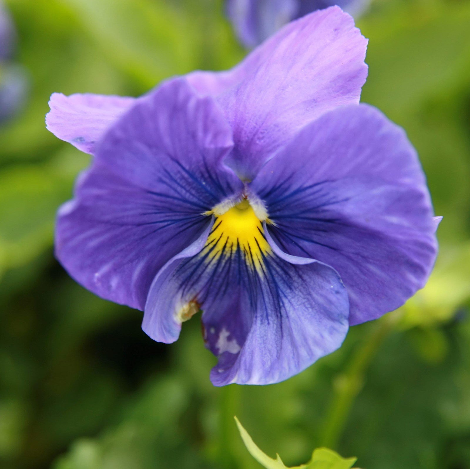 Viola x wittrockiana 'Delta Premium True Blue' ~ Delta™ Premium True Blue Pansy-ServeScape