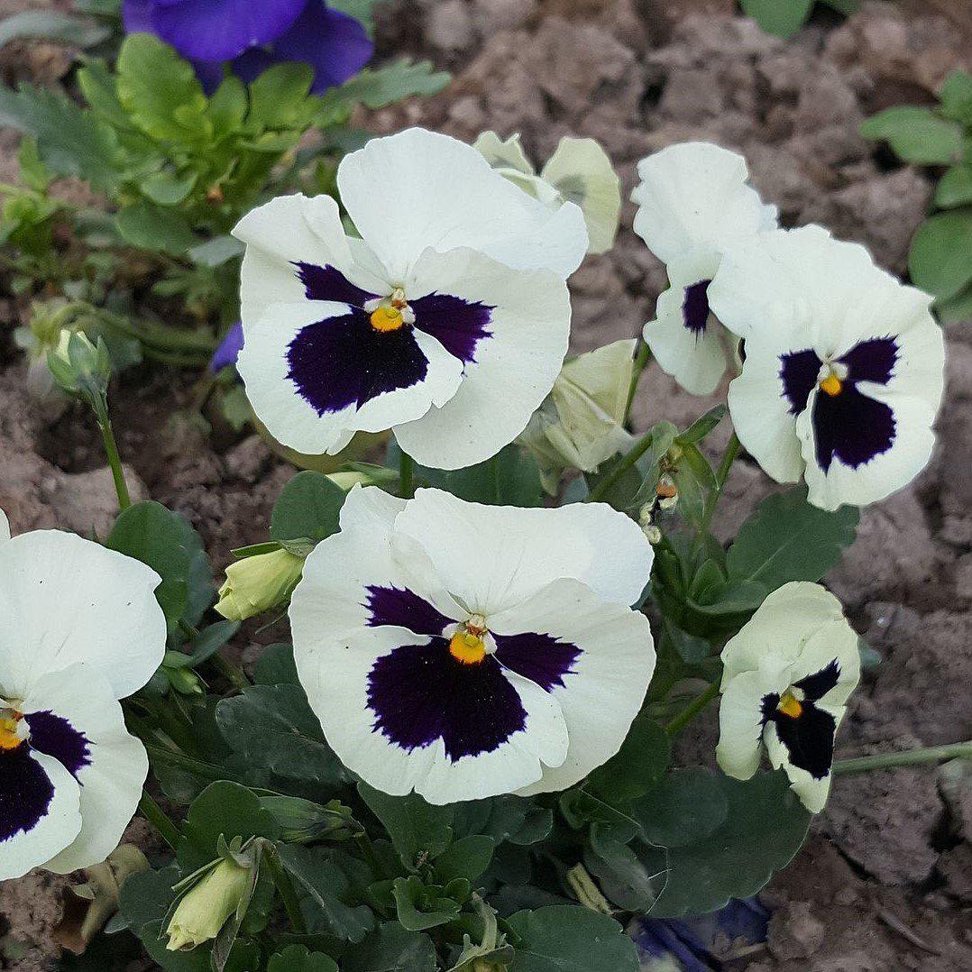 Viola x wittrockiana 'Delta Premium White Blotch ~ Delta™ Premium White Blotch Pansy-ServeScape