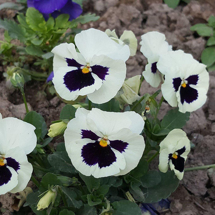 Viola x wittrockiana 'Delta Premium White Blotch ~ Delta™ Premium White Blotch Pansy-ServeScape