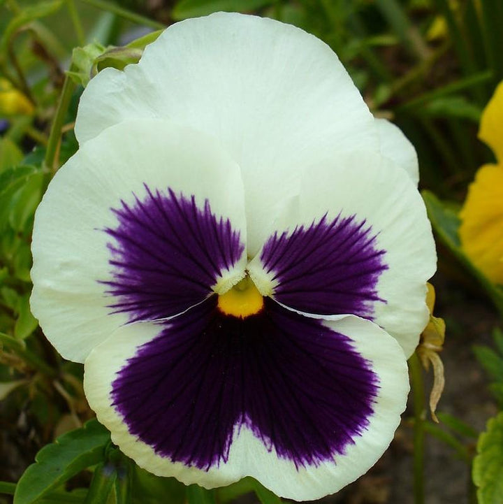 Viola x wittrockiana 'Delta Premium White Blotch ~ Delta™ Premium White Blotch Pansy-ServeScape