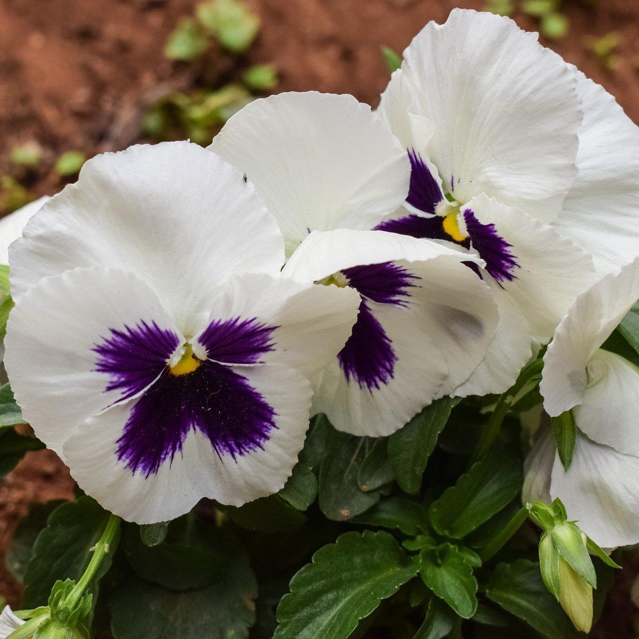 Viola x wittrockiana 'Delta Premium White Blotch ~ Delta™ Premium White Blotch Pansy-ServeScape