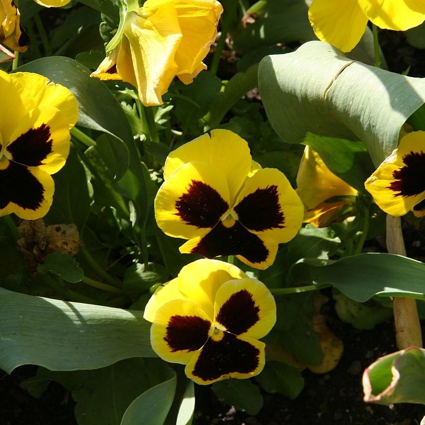 Viola x wittrockiana 'Delta Premium Yellow Blotch' ~ Delta™ Premium Yellow Blotch Pansy-ServeScape