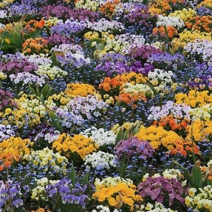 Viola x wittrockiana 'Delta Watercolors Mix' ~ Delta™ Watercolors Mix Pansy-ServeScape
