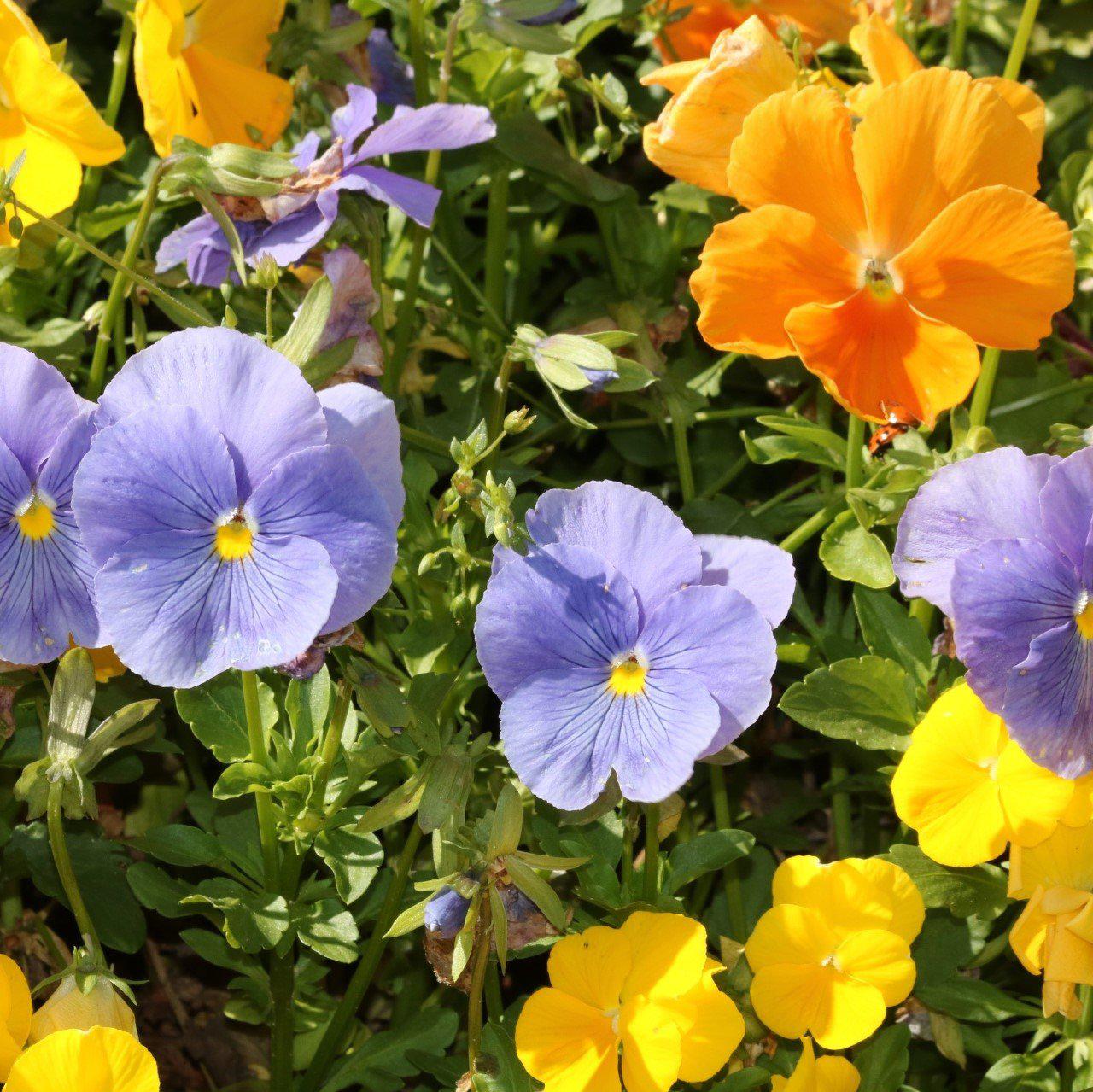 Viola x wittrockiana 'Delta Watercolors Mix' ~ Delta™ Watercolors Mix Pansy-ServeScape