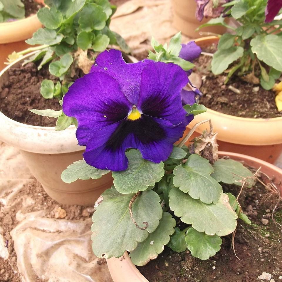 Viola x wittrockiana 'Inspire DeluXXe Ocean' ~ Inspire DeluXXe® Ocean Mix Pansy-ServeScape
