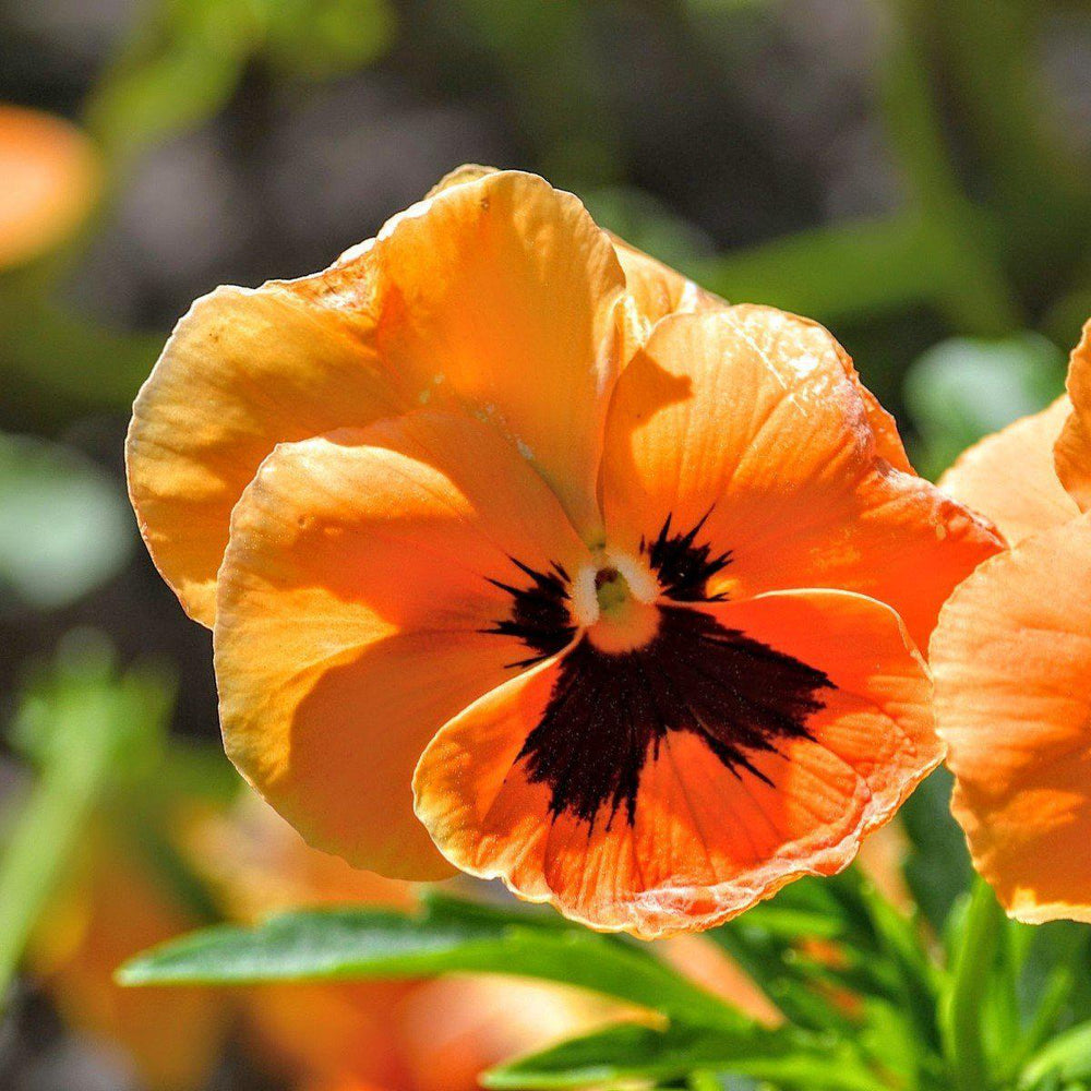 Viola x wittrockiana 'Inspire Plus Orange Blotch' ~ Inspire Plus® Orange Blotch Pansy-ServeScape