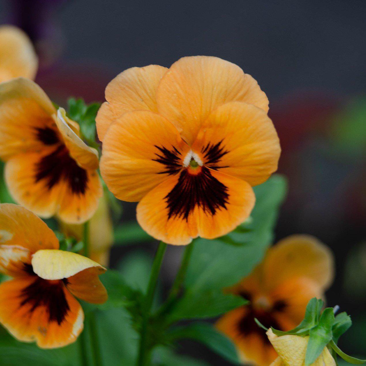 Viola x wittrockiana 'Inspire Plus Orange Blotch' ~ Inspire Plus® Orange Blotch Pansy-ServeScape
