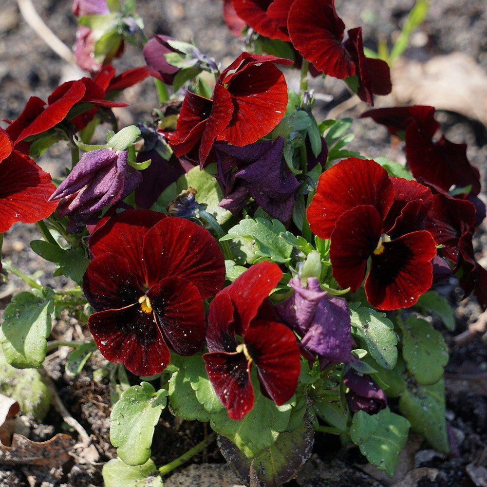 Viola x wittrockiana 'Inspire Scarlet' ~ Inspire® Scarlet Pansy-ServeScape