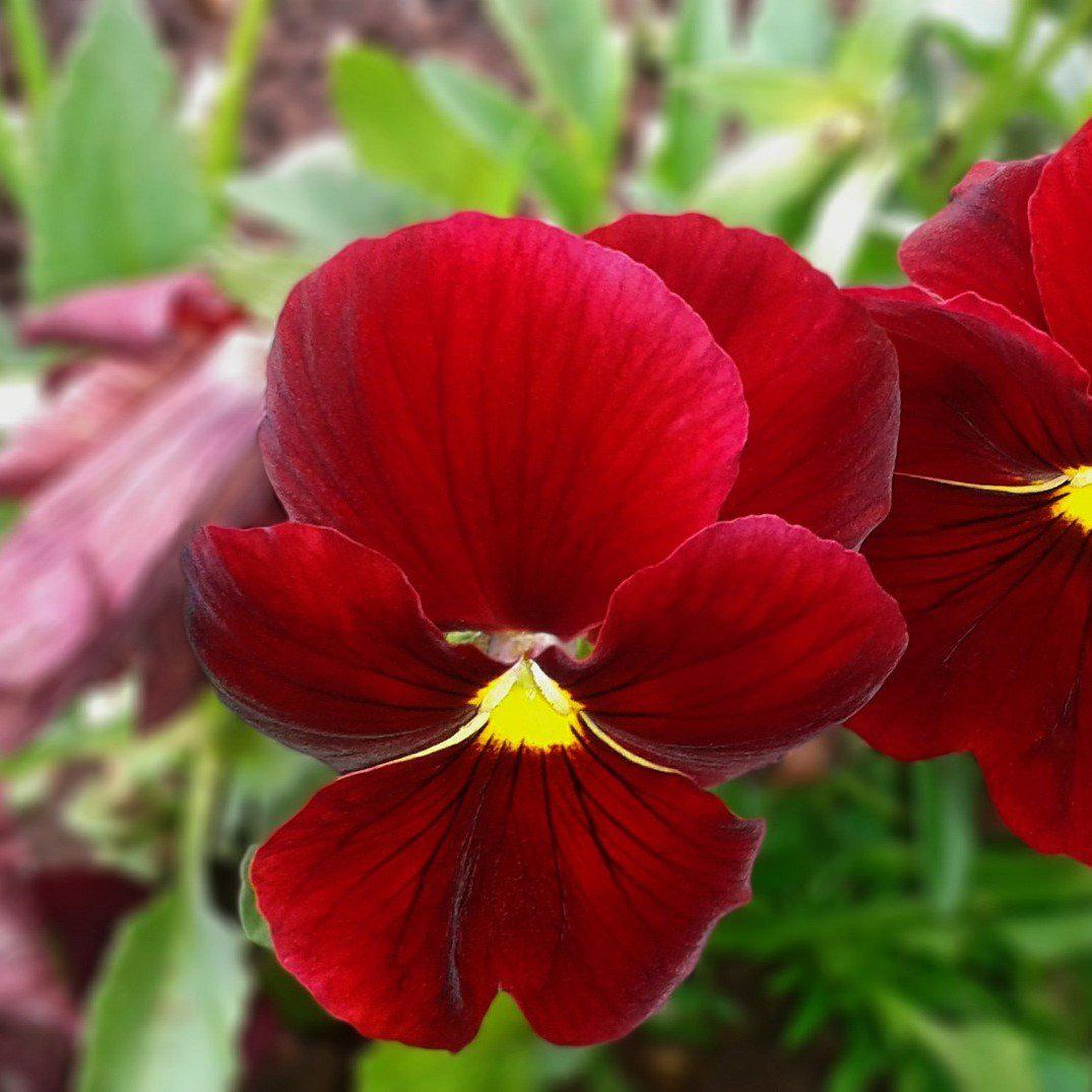 Viola x wittrockiana 'Inspire Scarlet' ~ Inspire® Scarlet Pansy-ServeScape