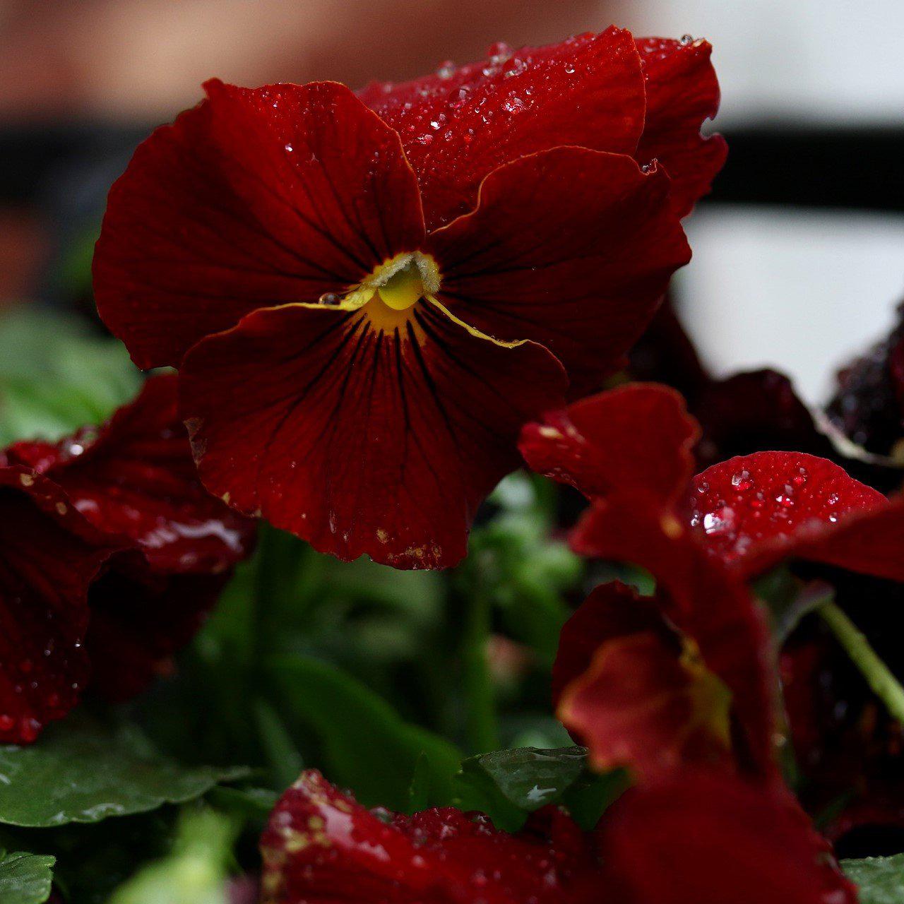 Viola x wittrockiana 'Inspire Scarlet' ~ Inspire® Scarlet Pansy-ServeScape