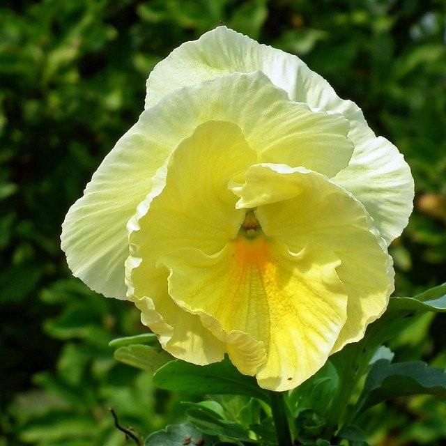 Viola x wittrockiana 'Matrix Primrose' ~ Matrix™ Primrose Pansy-ServeScape