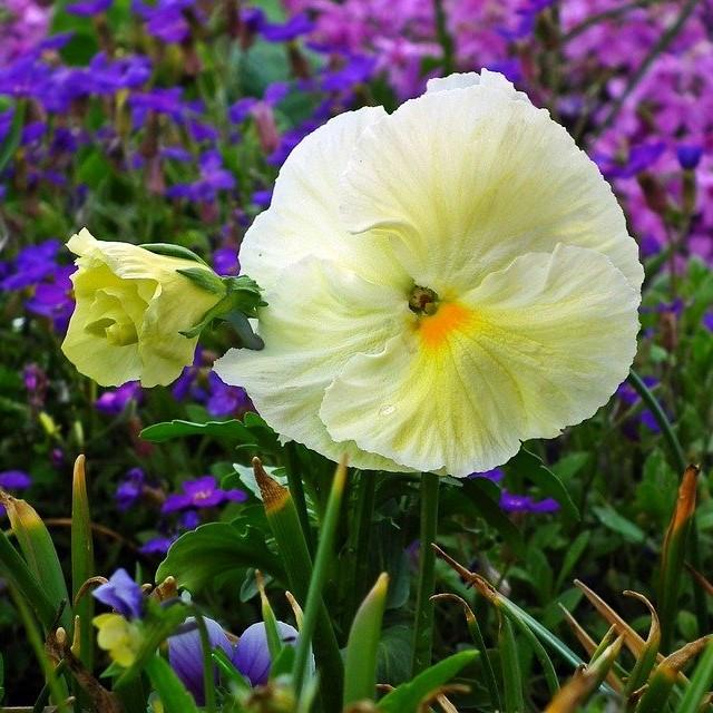 Viola x wittrockiana 'Matrix Primrose' ~ Matrix™ Primrose Pansy-ServeScape