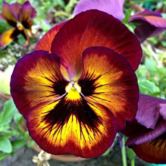 Viola x wittrockiana 'Matrix Solar Flare' ~ Matrix™ Solar Flare Pansy-ServeScape