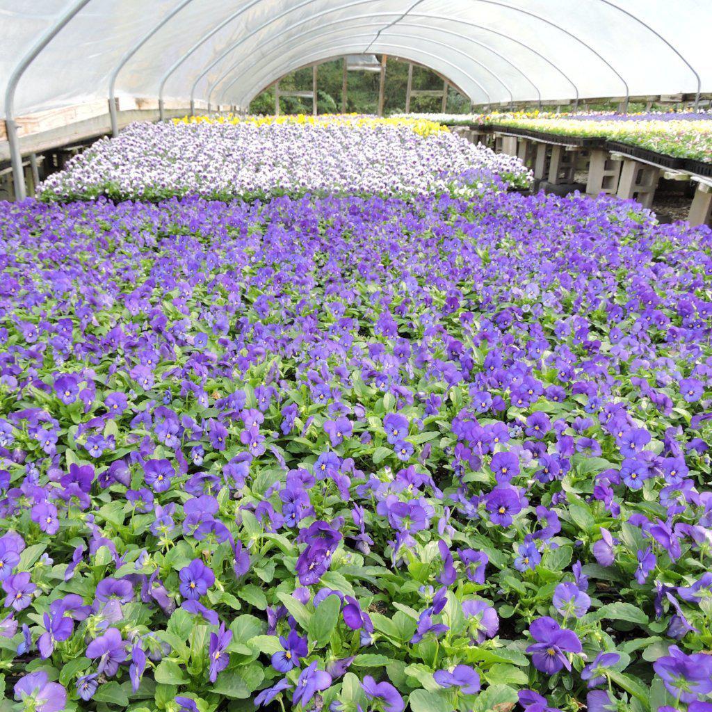 Viola x wittrockiana PP70027668 ~ Delta™ Premium Deep Blue Pansy