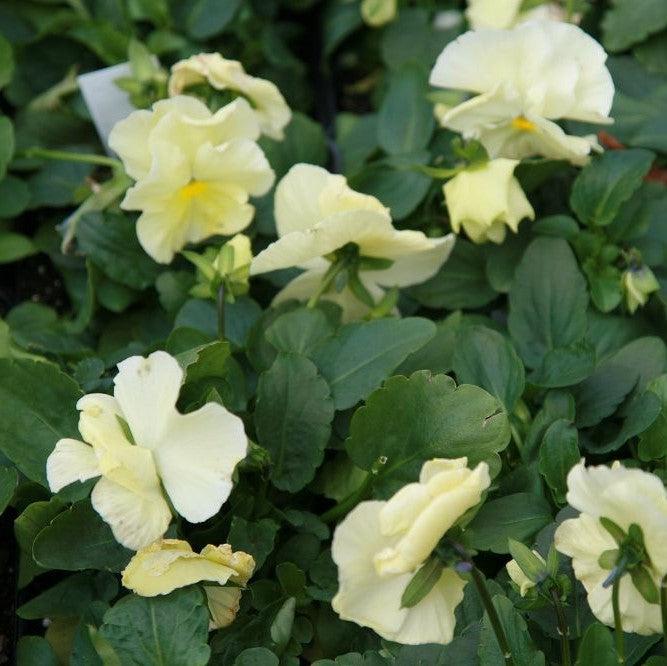 Viola x wittrockiana 'Premier Yellow Mix' ~ Premier Yellow Mix Pansy-ServeScape