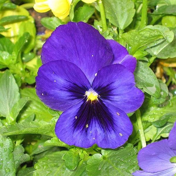 Viola x wittrockiana 'Inspire DeluXXe Blue Surprise' ~ Inspire DeluXXe® Blue Surprise Pansy-ServeScape