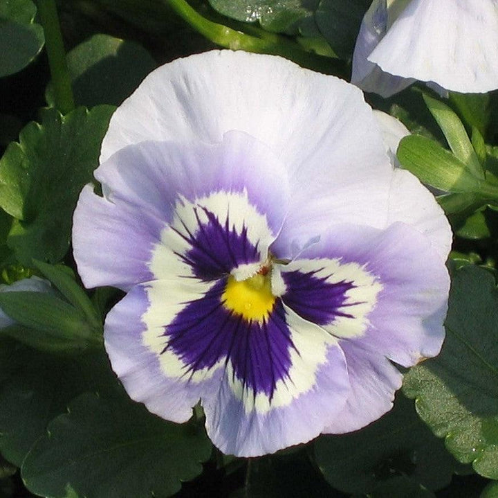 Viola x wittrockiana 'Inspire Plus Marina' ~ Inspire® Plus Marina Pansy-ServeScape