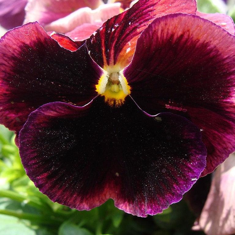 Viola x wittrockiana 'Inspire DeluXXe Deep Rose Blotch' ~ Inspire DeluXXe® Deep Rose Blotch Pansy-ServeScape
