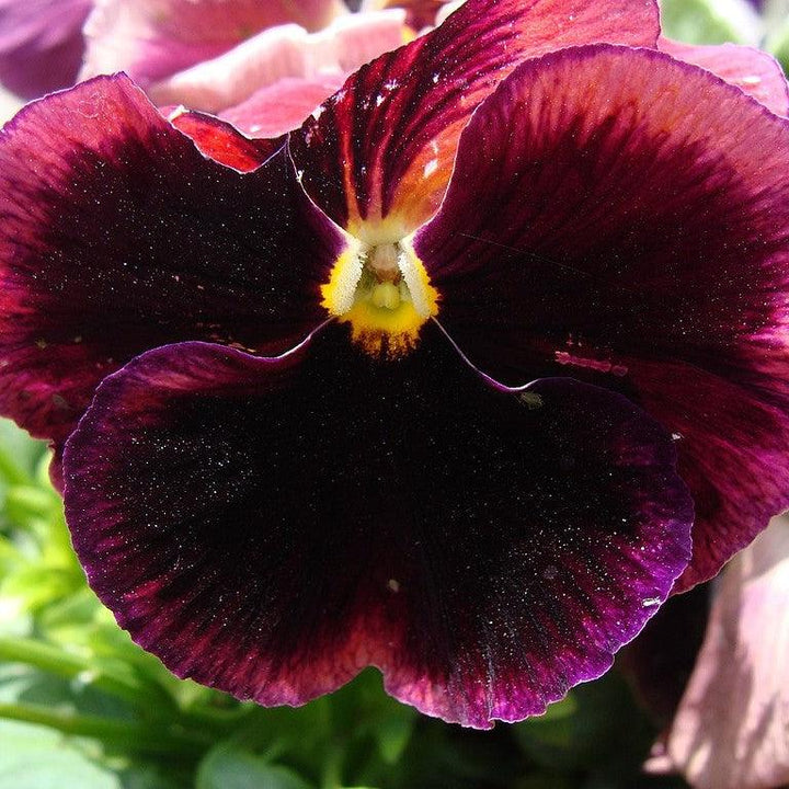 Viola x wittrockiana 'Inspire DeluXXe Deep Rose Blotch' ~ Inspire DeluXXe® Deep Rose Blotch Pansy-ServeScape