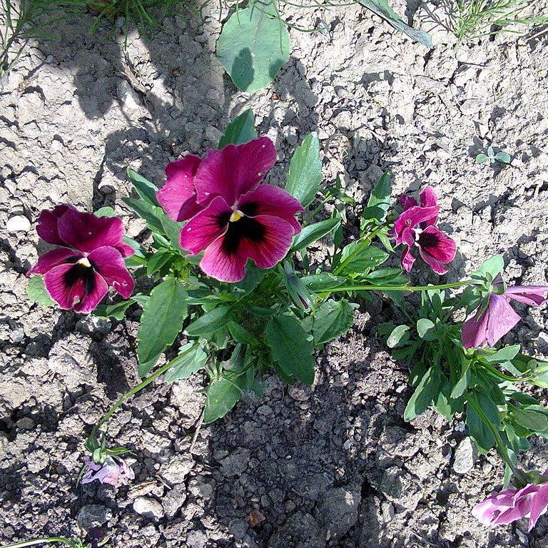 Viola x wittrockiana 'Inspire DeluXXe Deep Rose Blotch' ~ Inspire DeluXXe® Deep Rose Blotch Pansy-ServeScape