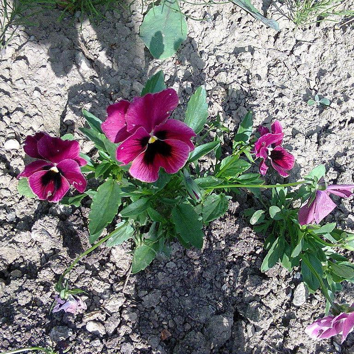 Viola x wittrockiana 'Inspire DeluXXe Deep Rose Blotch' ~ Inspire DeluXXe® Deep Rose Blotch Pansy-ServeScape
