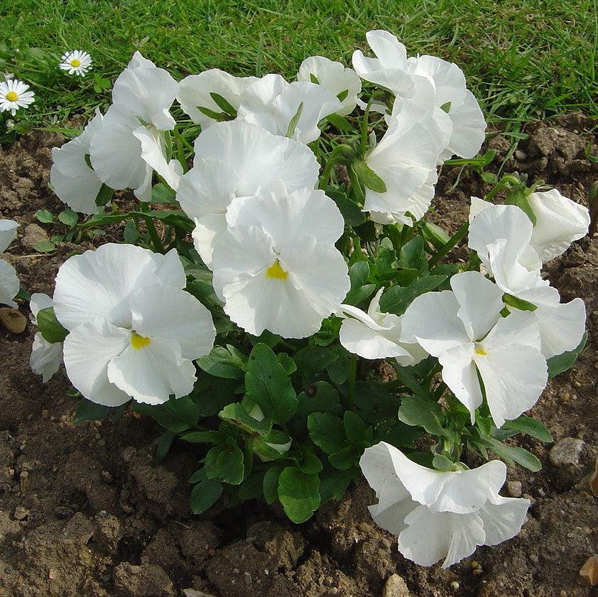 Viola x wittrockiana 'Inspire DeluXXe White' ~ Inspire DeluXXe® White Pansy-ServeScape
