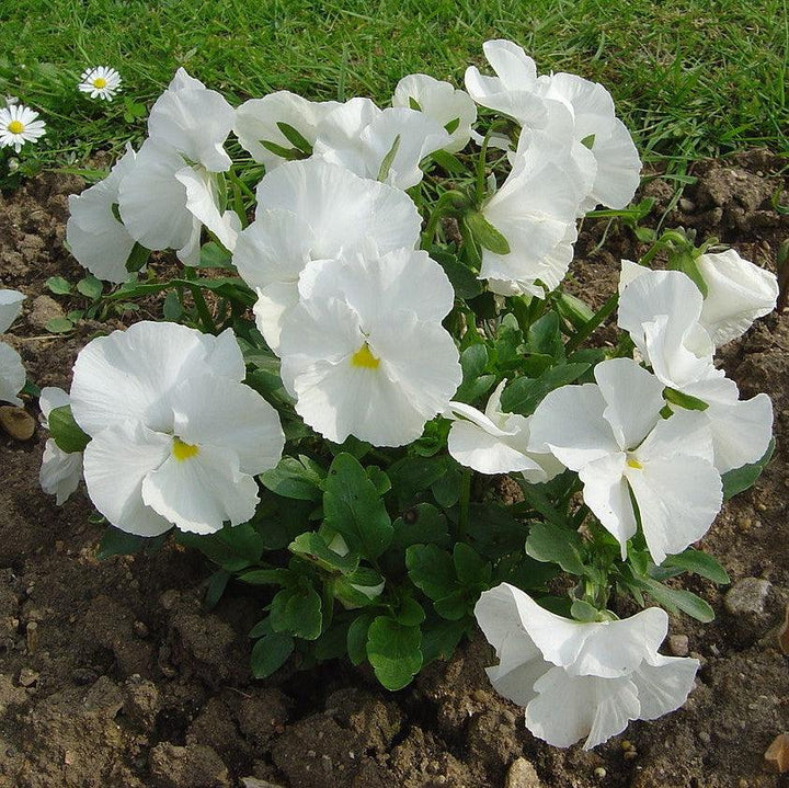 Viola x wittrockiana 'Inspire DeluXXe White' ~ Inspire DeluXXe® White Pansy-ServeScape