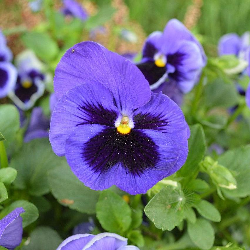 Viola x wittrockiana 'Inspire DeluXXe Blue Surprise' ~ Inspire DeluXXe® Blue Surprise Pansy-ServeScape