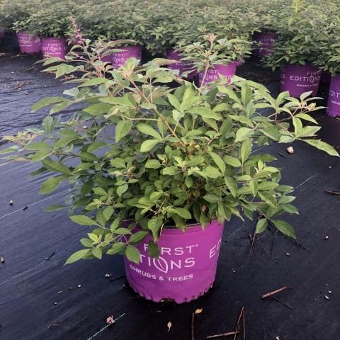 Vitex agnus-castus 'Bailtexone' ~ Flip Side® Chaste Tree-ServeScape