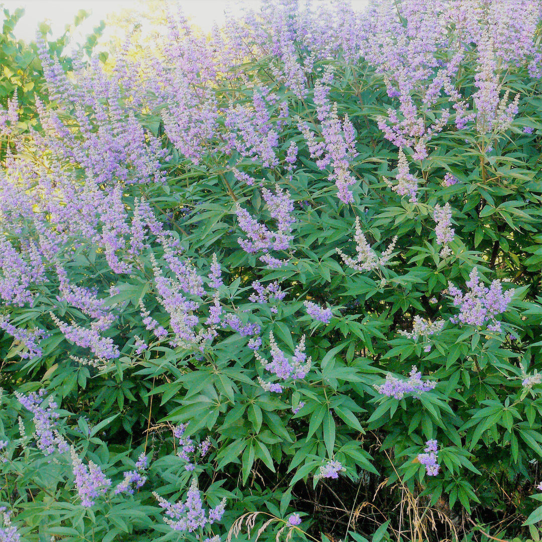 Vitex agnus-castus 'PIIVAC-I' ~ Delta Blues™ Chaste Tree-ServeScape