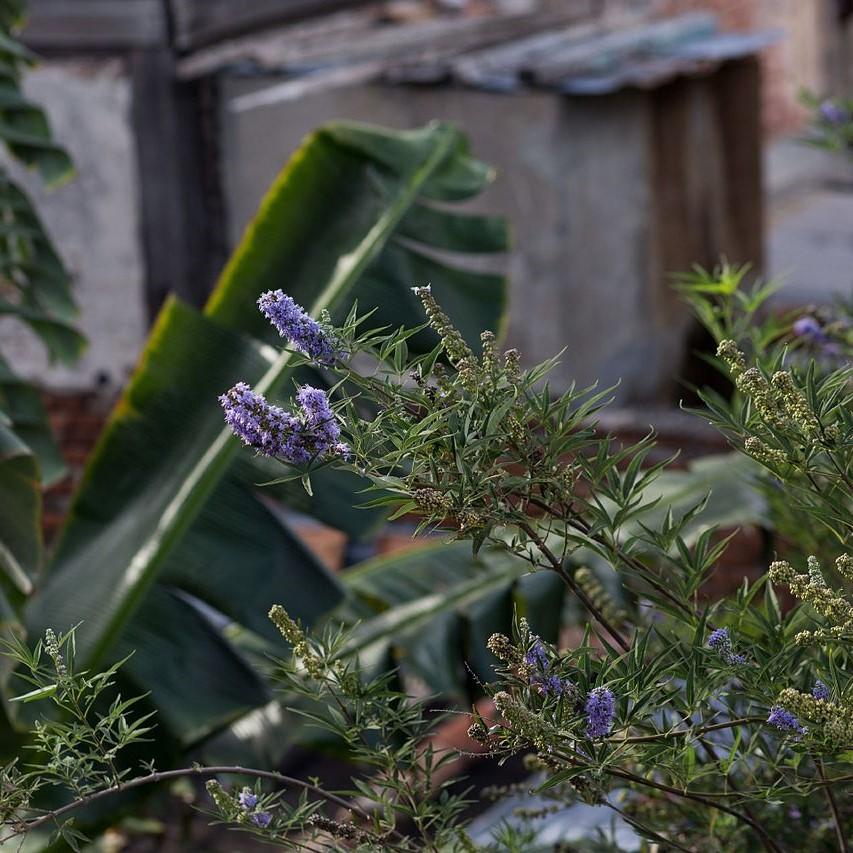Vitex agnus-castus 'PIIVAC-Il' PP26,775 ~ Blue Puffball™ Chaste Tree-ServeScape