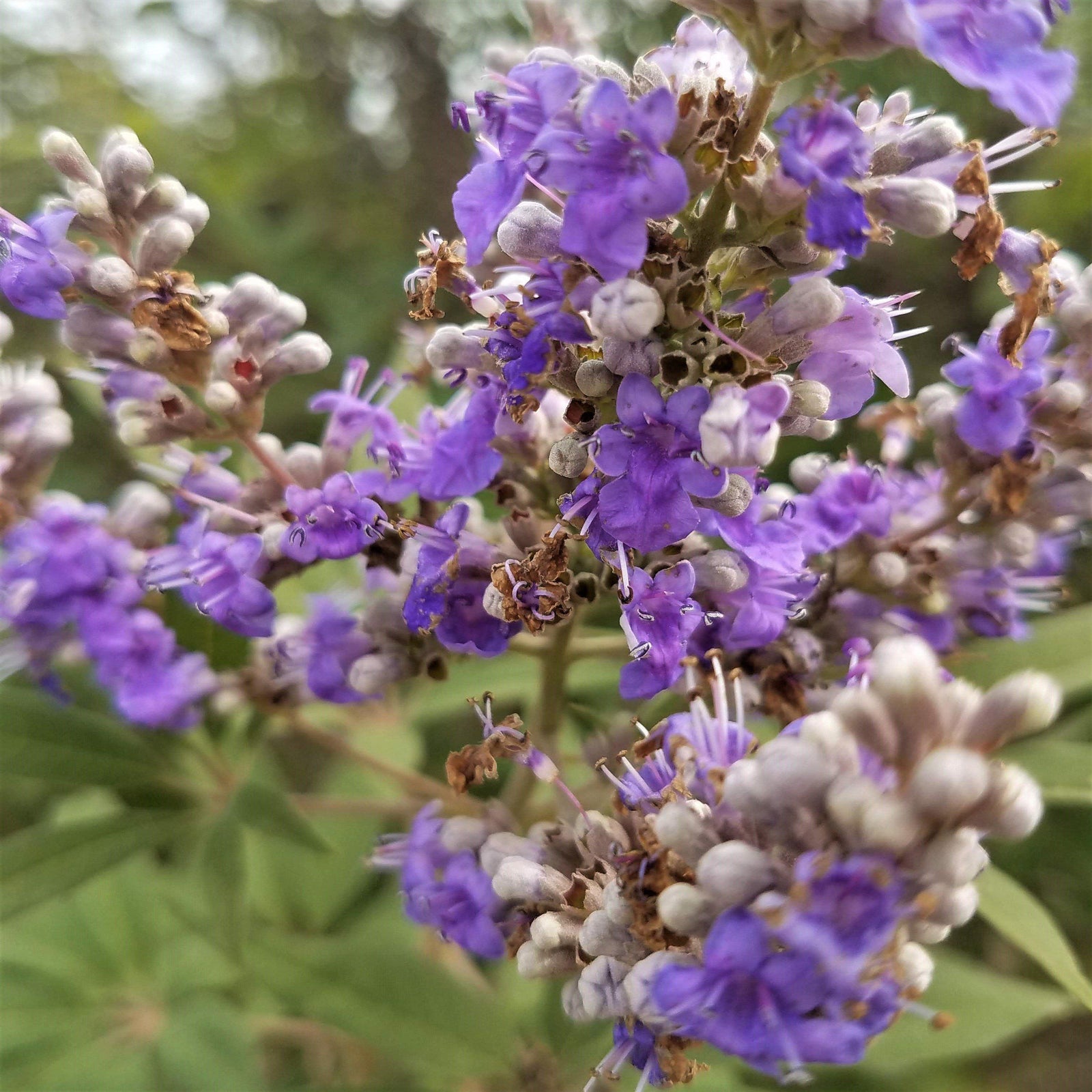 Vitex agnus-castus 'Shoal Creek’ ~ Shoal Creek Chaste Tree - Delivered By ServeScape
