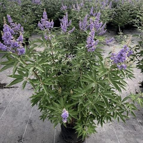 Vitex agnus-castus 'Shoal Creek’ ~ Shoal Creek Chaste Tree-ServeScape