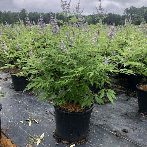 Vitex agnus-castus 'Shoal Creek’ ~ Shoal Creek Chaste Tree-ServeScape