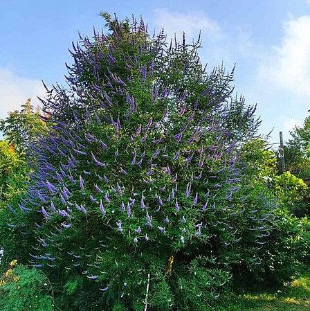 Vitex agnus-castus 'Shoal Creek’ ~ Shoal Creek Chaste Tree-ServeScape